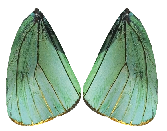 (Turquoise) Green Hairstreak