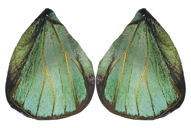 (Turquoise) Green Hairstreak