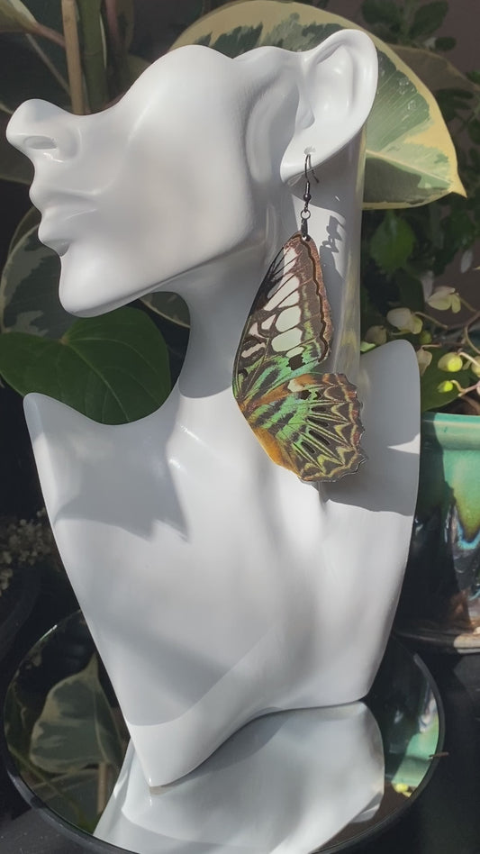 Clipper butterfly earrings