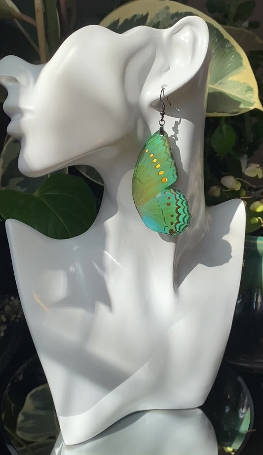 (Turquoise) Spotted Lilac Tree Nymph
