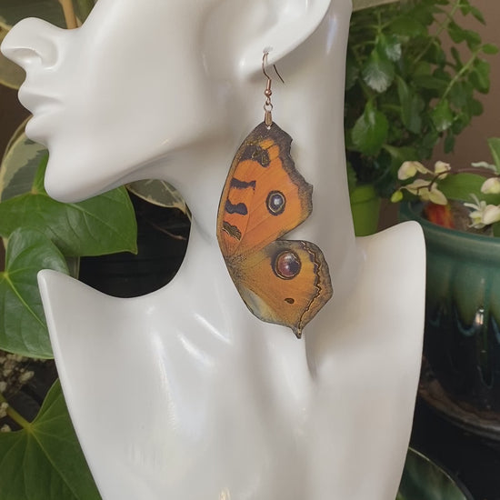 Peacock Pansy butterfly earrings
