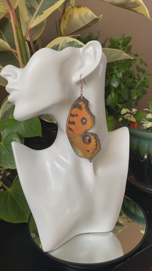 Peacock Pansy butterfly earrings
